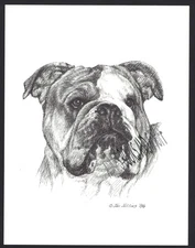 #369 ENGLISH BULLDOG  portrait dog art print * Pen and ink drawing * Jan Jellins