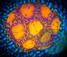 SAF~ “WYSIWYG” Screwdriver Zoanthid Frag, Palythoa, Paly, Zoa, Coral Colony