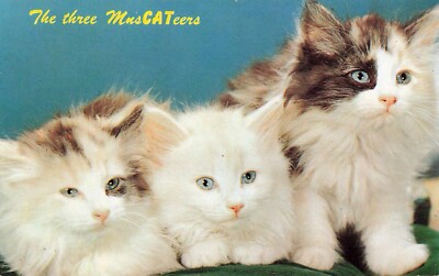 Animals The Three MusCATeers Kittens Postcard 