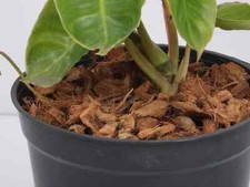 Coconut Husk dry chips 100 natural Organic Fiber Orchids Anthurium Growing 100g