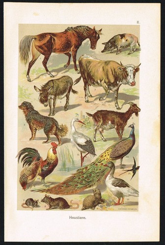 Réplique Moule Greiner N°6623 - Animaux De La Ferme : Ane, Chat, Cochon, Paon