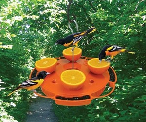 Songbird Essentials Ultimate Oriole Feeder Se905 Feed Nectar