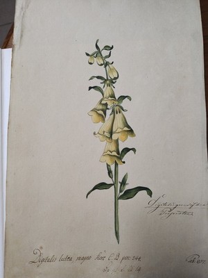 Gouachen aus dem 18. Jahrhundert, handgemalte Flora