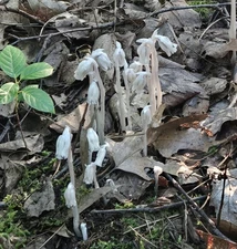 2oz Indian/Ghost Pipe Tincture Double Extraction Foraged - Monotropa Uniflora