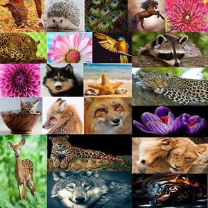 Animal Chart Pdf