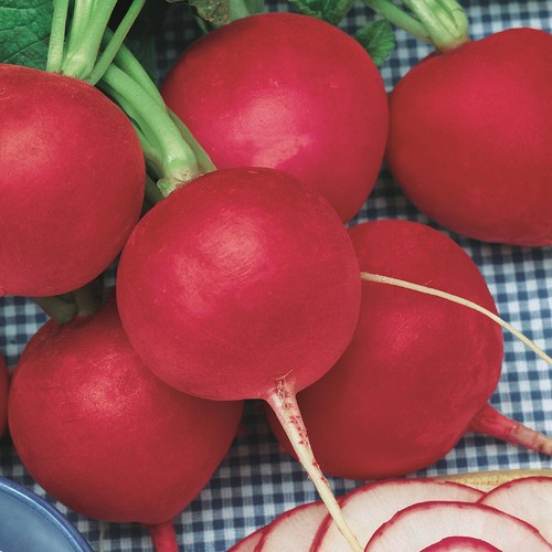 1 Lb Champion Radish Seeds - Everwilde Farms Mylar Seed Packet - Picture 2 of 2