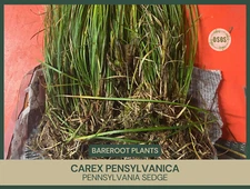 Carex pensylvanica | Pennsylvania Sedge | Bareroot | Ground Cover | Grass