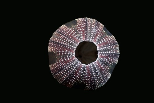 Marine Life- Mespilia globulus-30 mm- BEAUTIFUL COLOR!!! - Picture 3 of 3