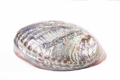 Green Abalone Sea Shell BOTH Side Polished Beach Craft 6