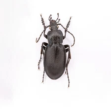 Carabus (Pachystus) hortensis preslii, Carabidae - #00090