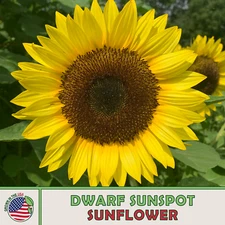 50 Dwarf Sunspot Sunflower Seeds, Bee & Bird Attractor, Heirloom, Genuine USA