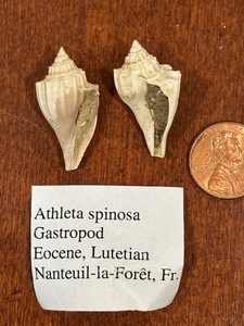 Identified French Gastropod Fossils | Eocene & Miocene | Full Locality Data