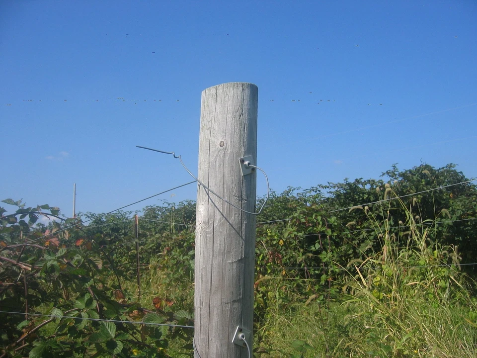 Tornillo de anclaje unidireccional enrejado de uva recubierto de alambre tornillo de apriete calibre 12,5 paquete de 10 Foto 3 de 3