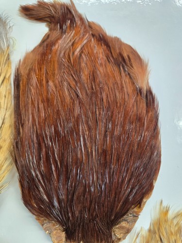 Lot of 5 Indian Cape " assorted colors " Kit#1 grade A Fly Tying Feathers - Picture 6 of 7