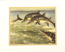 Europe's Prehistoric Dolphin STENOPTERYGIUS By Z Burian 1963 VF