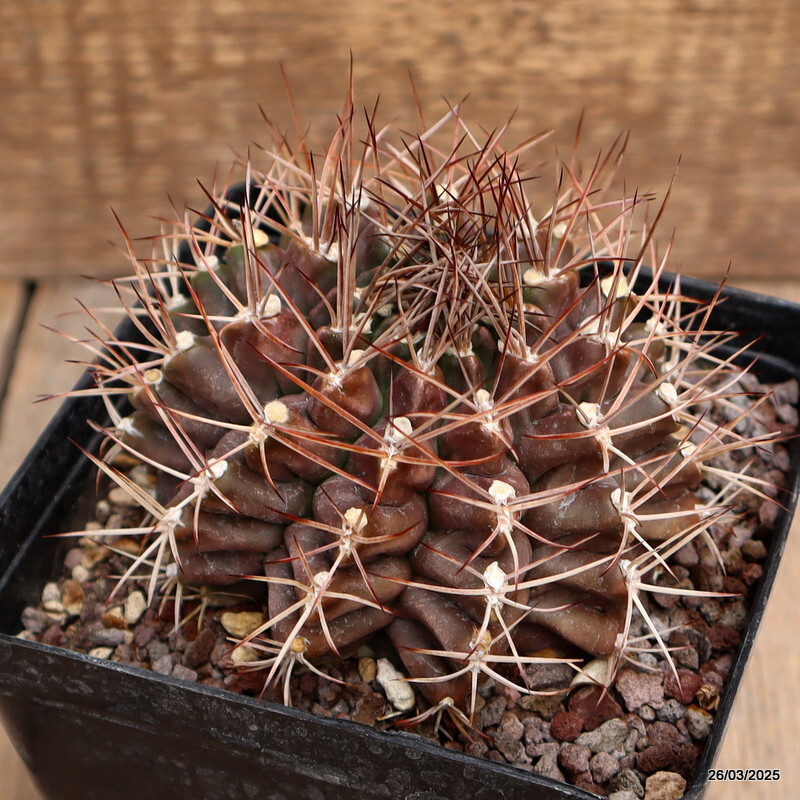 A5733 GYMNOCALYCIUM SCHICKENDANTZII pot12-H7-W11 cm MaMa Cactus | eBay