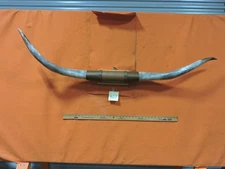 MOUNTED STEER BULL  HORNS  4' 11" tip to tip #407 BULL HORN LONGHORN