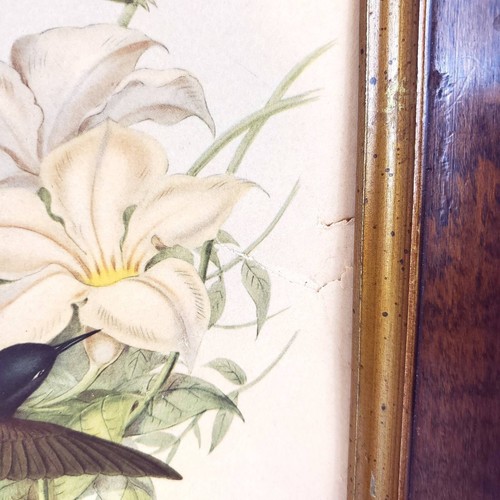 Black-Hooded Sunbeam Hummingbird Aglaeactis Pamela Lithograph Antique 14.5"x11" - Picture 4 of 12