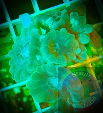 SAF~"WYSIWYG" Green Candy Cane Coral frag, LPS, Soft,Colony, trumpet coral