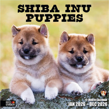 Shiba Inu Puppies 2026 Wall Calendar 12 Month  12" x 24" Open  Thick  Sturdy