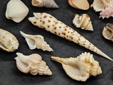 Lot 12 Muscheln Sammlung Philippinen - Terebra Areolata, Olive, Cymatium...