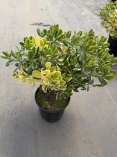 Tricolor Jade Plant