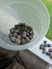 3lbs of Unpolished Almandine Garnets Found In Roxbury Ct — photo 3
