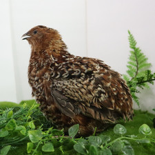 German Chocolate Pansy Quail Hatching Eggs   Fertile Coturnix Eggs for Incubatio