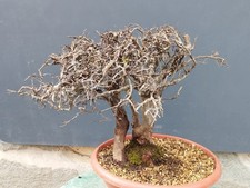 Pre-Bonsai Di Prunus Spinosa 40x16cm Tronco Potente Maestoso Yamadori Cortecciat
