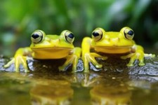 Nahaufnahme von Schwimmhäuten von Fröschen ...