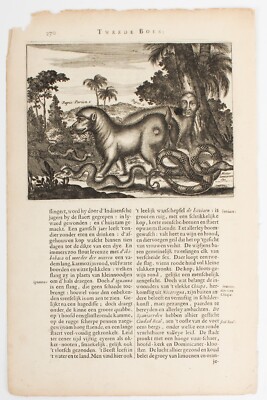 Arnoldus Montanus 17th Century Engraving Beasts of Guatamala Central America