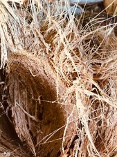 Coconut Husk with fiber coir natural for orchids and other plants