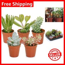Real Indoor Succulent Plant Set - 5 Easy-Care Varieties for Desks & Shelves