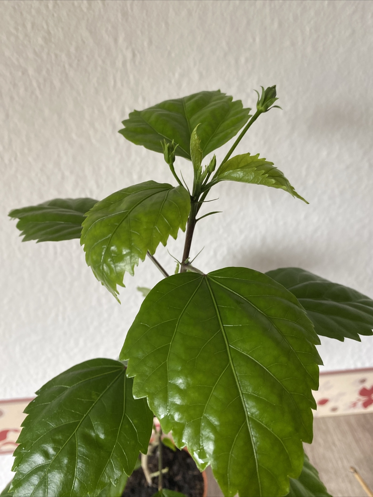 Hibiskus Hibiscus eBay