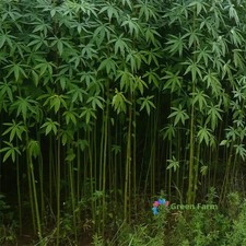 100 Semi Corchorus Capsularis Iuta Bianca Giallo Fibra di Rafia Coltura Casa Giardinaggio