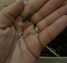 15ct P.Dilatitus Giant Canyon Isopods