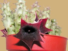 Huernia keniensis