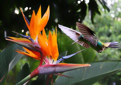 Ansichtskarte: winziger Kolibri an einer Blüte der Strelizie - hummingbird 
