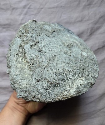 Rare Large Quality Fossil Coral Favosites Devonian Age 
