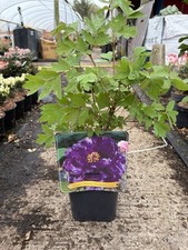 Purple Tree Peony Large Shrub Wu Long Peng Sheng