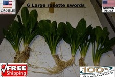 6 Large rosette sword Plant Easy Aquarium aquascaping planted tank easy