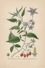 Bittersweet Nightshade (Solanum dulcamara) Chromo-Lithograph 1891
