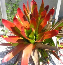 BUY 4 SAVE 20% BROMELIAD Aechmea 'AMPLA' Offset - Rare Species