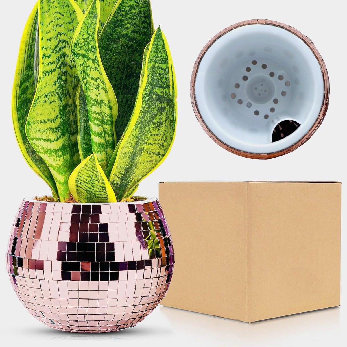 aglaonema amber Aglaonema Spring Red – Indoor Air Purifying Plant – Bloombox Club