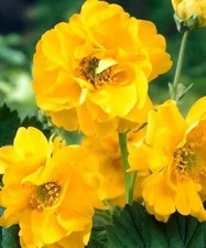 40 Seeds - Geum 'Lady Stratheden' Chiloense hybridum Yellow Perennial.