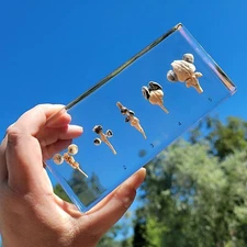 Real Brain, Comparative Brains in Resin, Educational Display, Columba livia