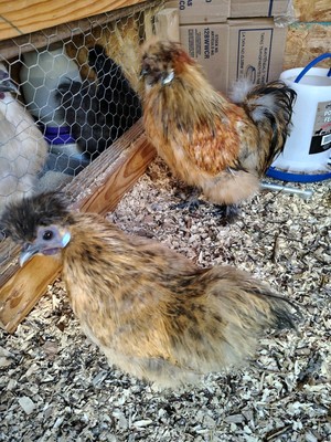 Silke/Satin Chicken Hatching Eggs
