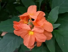 15 Orange Marmalade Crossandra Flower(Firecracker Flower) Seeds.US Grown Seeds .