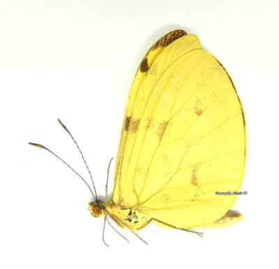 Unmounted Butterfly/Pieridae - Enantia albania albania, M, Mexico