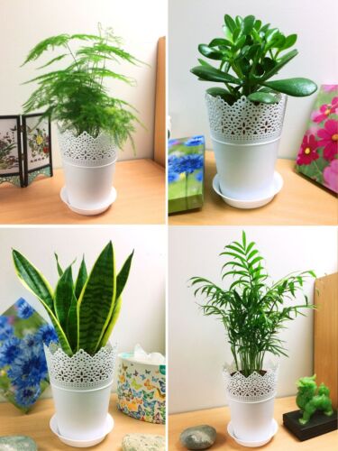 Evergreen House Plant in 14cm White Floral Pot Indoor Office Garden Conservatory